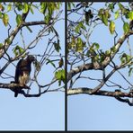 Graukopf-Seeadler