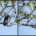 Graukopf-Seeadler