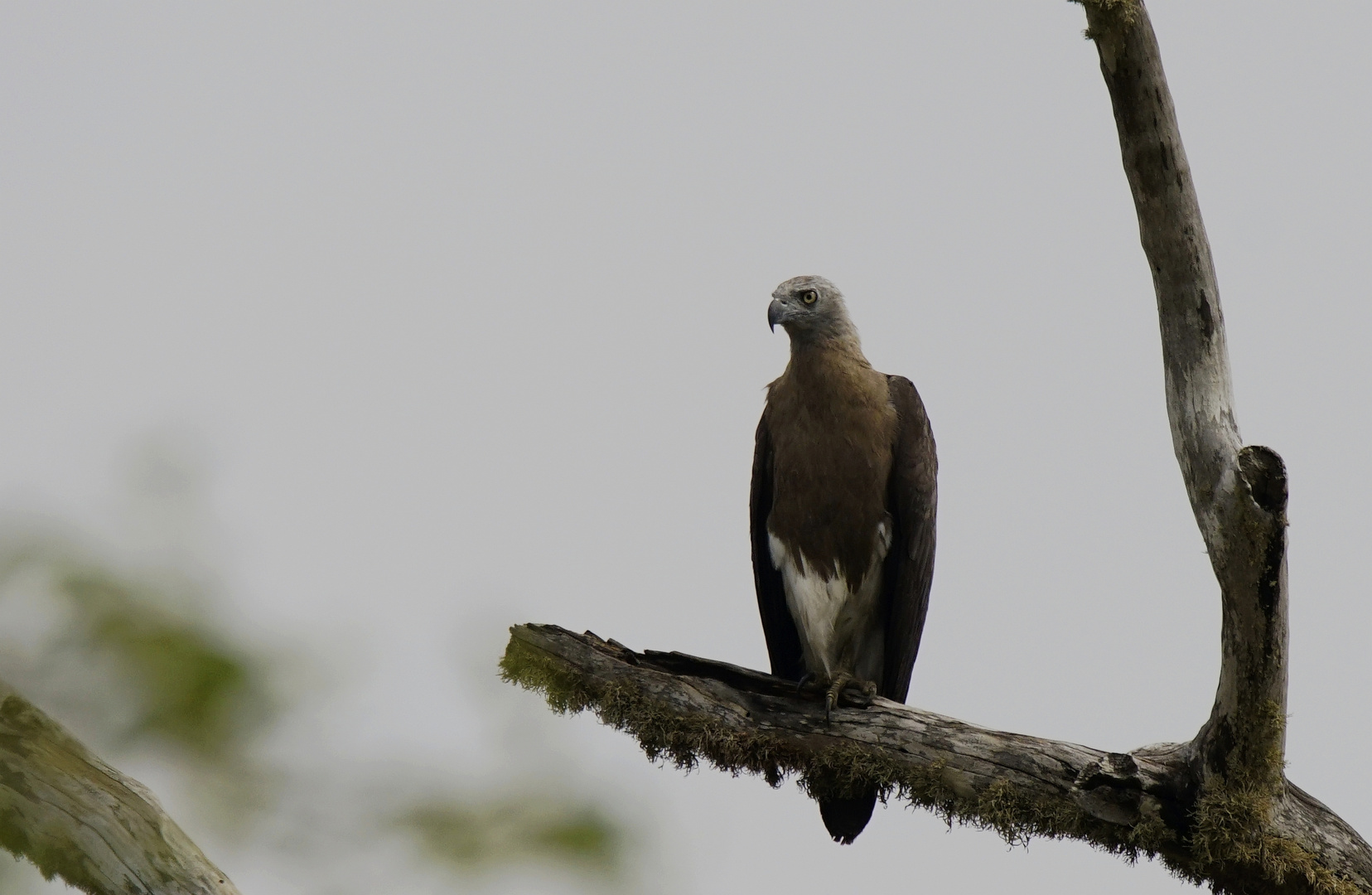 Graukopf Seeadler.