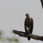 Graukopf Seeadler.