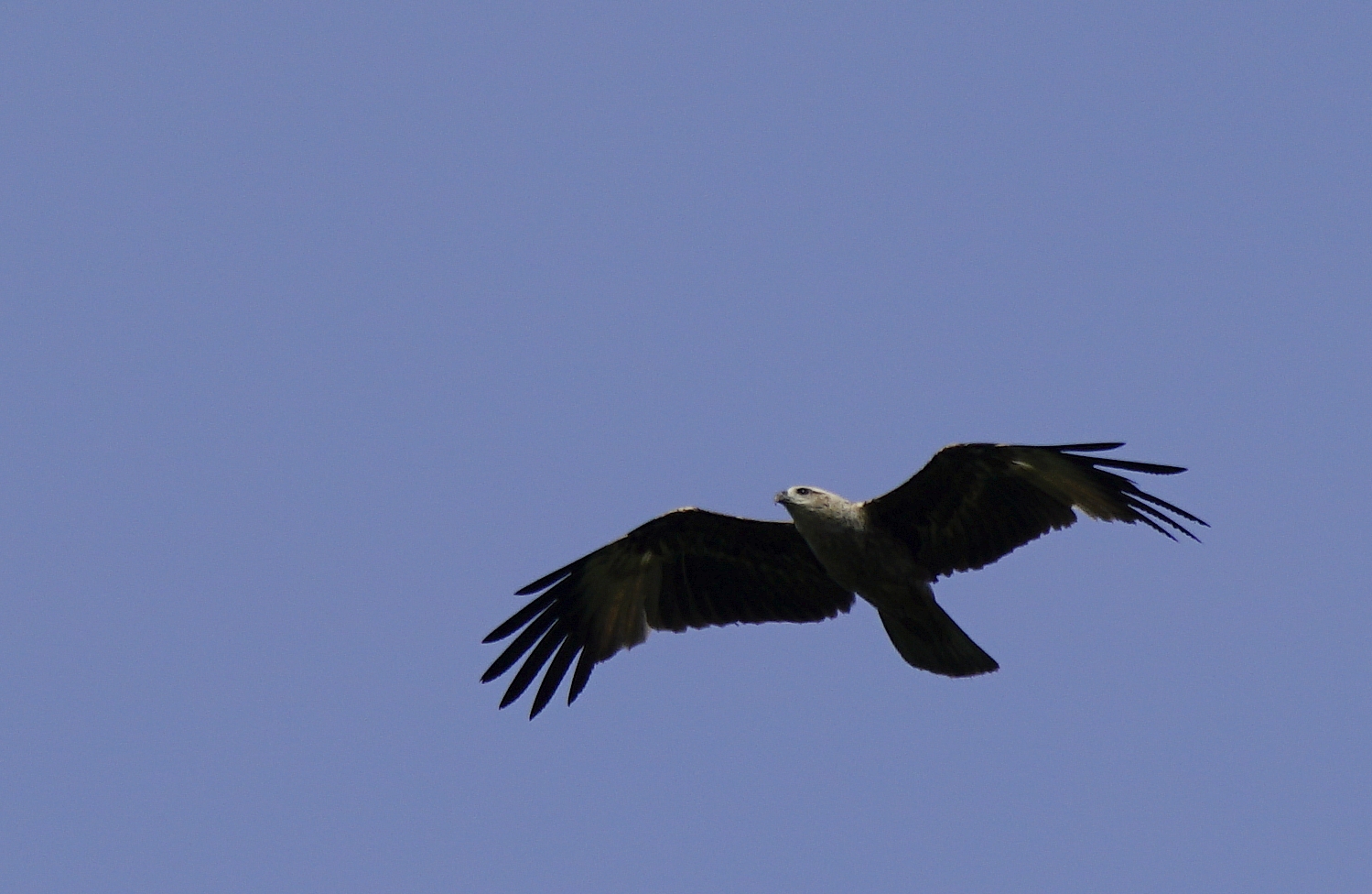 Graukopf Seeadler.