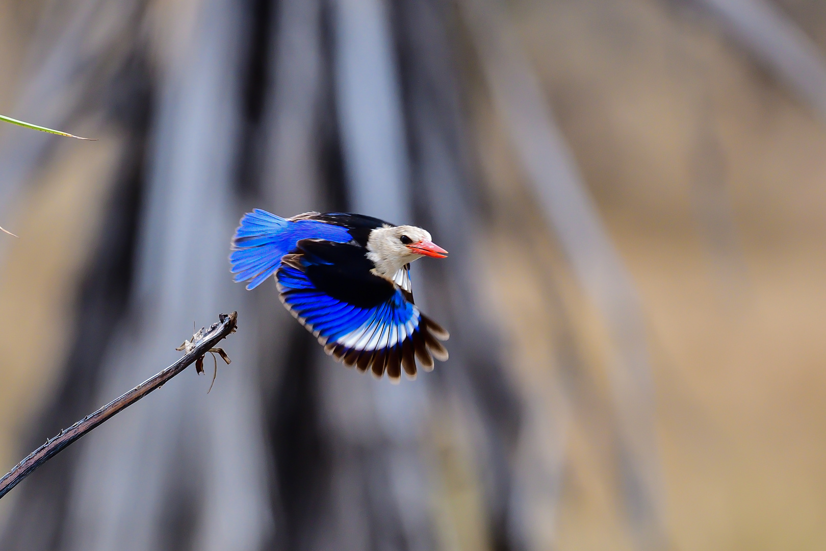 Graukopfeisvogel