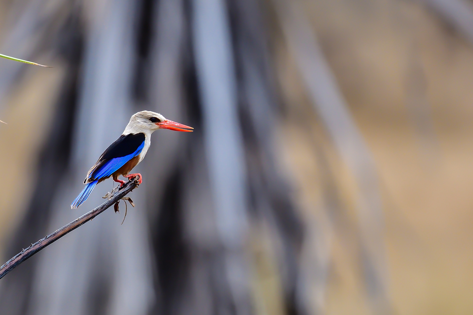 Graukopfeisvogel