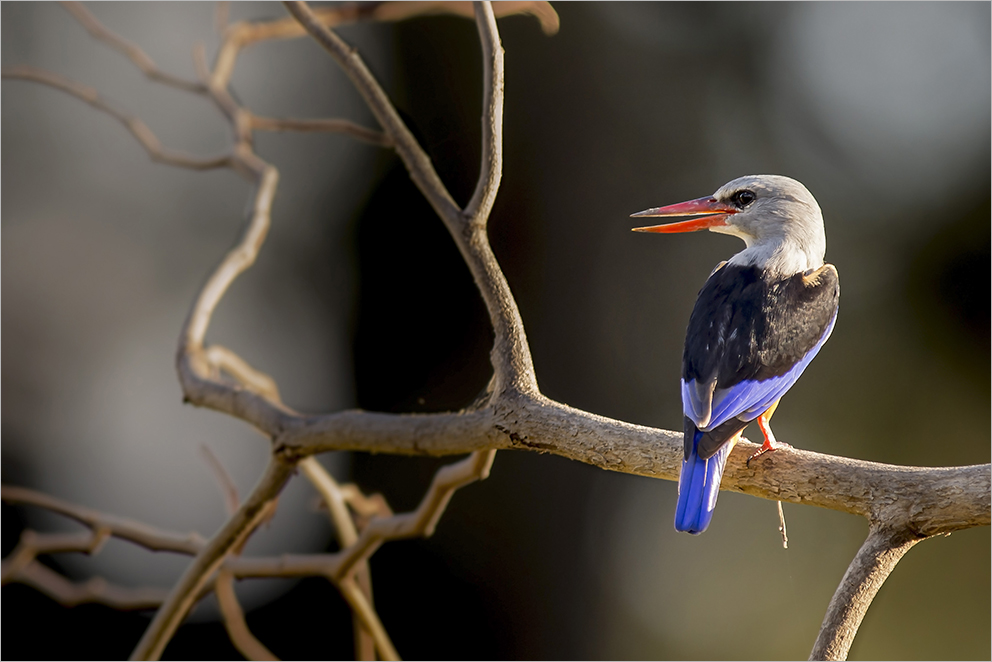 Graukopfliest (engl. Grey-headed kingfisher)