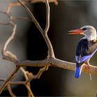 Graukopfliest (engl. Grey-headed kingfisher)