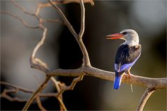 Graukopfliest (engl. Grey-headed kingfisher)