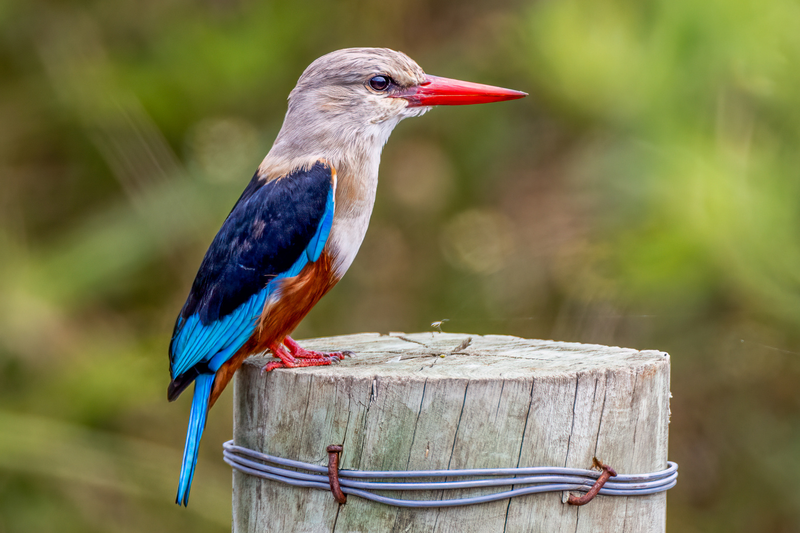 Graukopfliest - Grey-headed Kingfisher