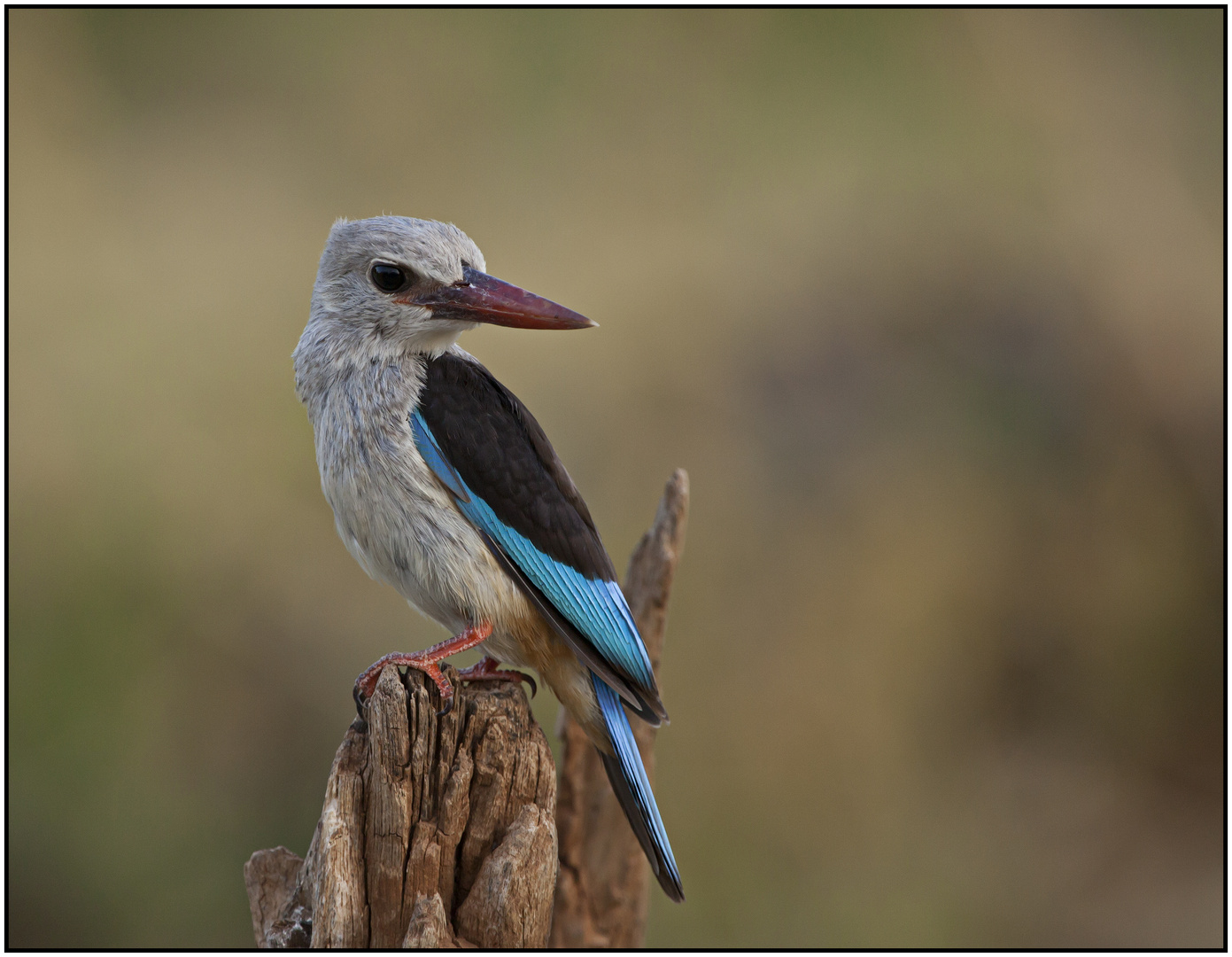 " Graukopfliest " ( Grey-Headed Kingfisher )