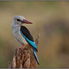 " Graukopfliest " ( Grey-Headed Kingfisher )