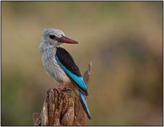 " Graukopfliest " ( Grey-Headed Kingfisher )