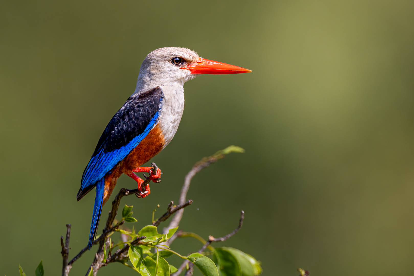 Graukopfliest (Grey-Headed Kingfisher)