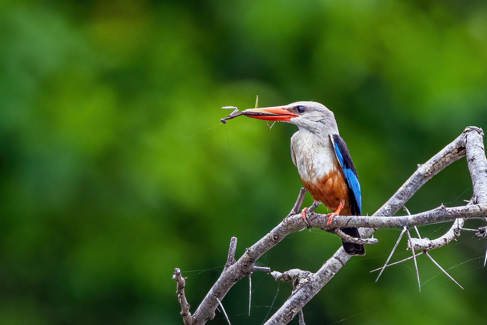 Graukopfliest / Grey-Headed Kingfisher