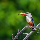 Graukopfliest / Grey-Headed Kingfisher