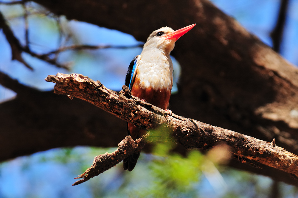 Graukopfliest / Grey-headed Kingfisher (Halcyon leucocephala)