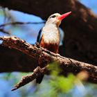 Graukopfliest / Grey-headed Kingfisher (Halcyon leucocephala)