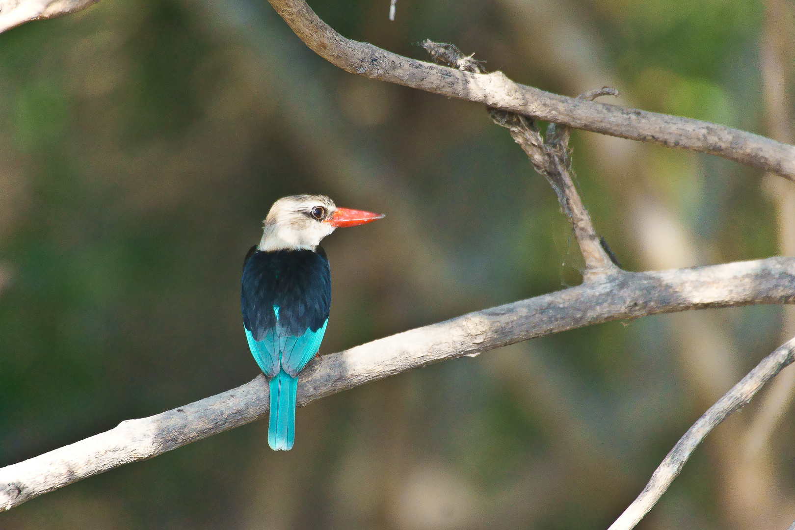 Graukopfliest o. Graukopf Kingfisher (Halcyon leucocephala)