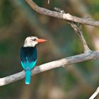 Graukopfliest o. Graukopf Kingfisher (Halcyon leucocephala)