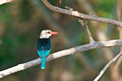 Graukopfliest o. Graukopf Kingfisher (Halcyon leucocephala)