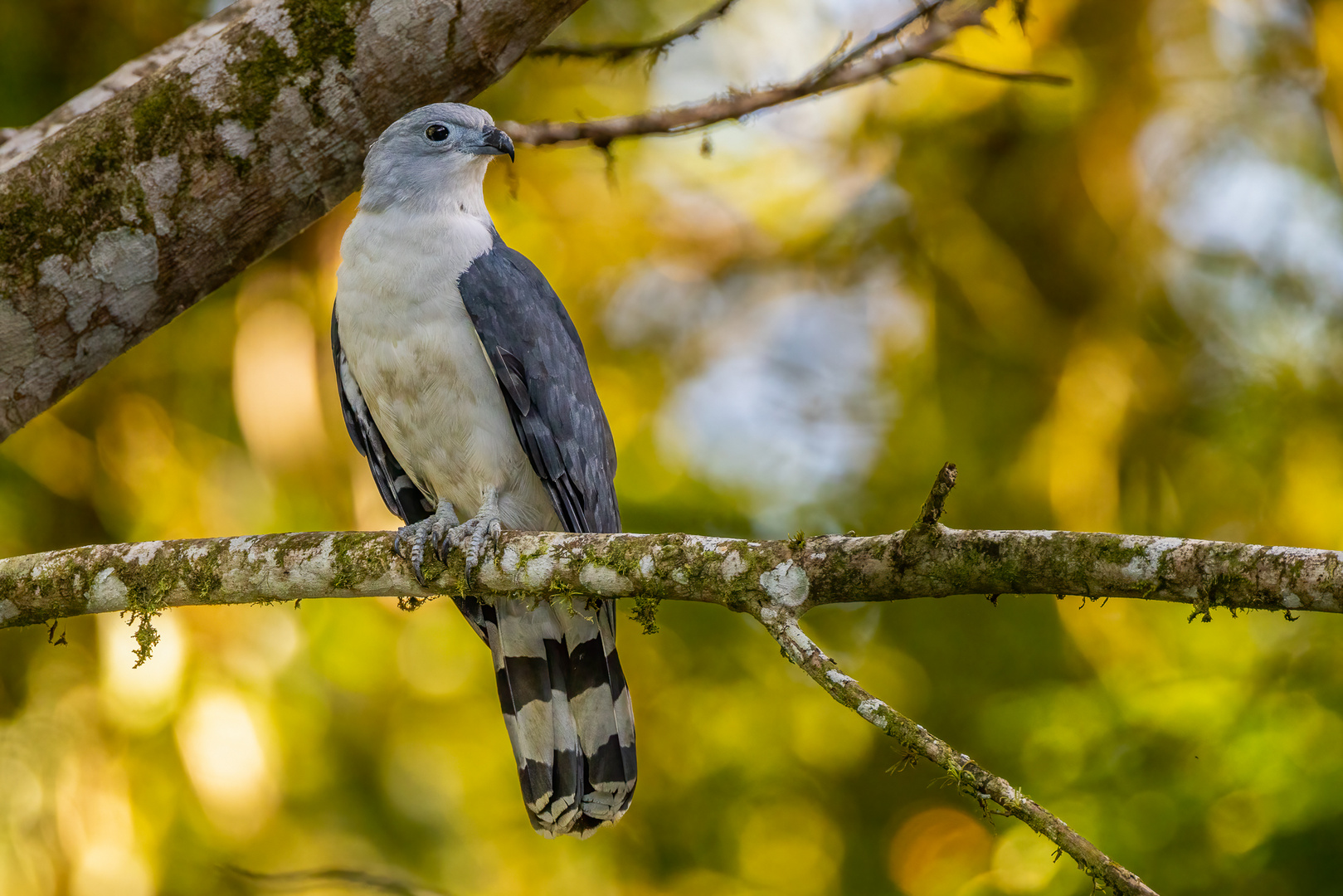 Graukopfmilan (Gray-headed Kite)