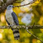 Graukopfmilan (Gray-headed Kite)