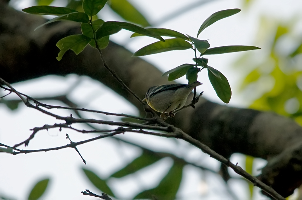 Graukopfvireo - Blue-headed Vireo (Vireo solitarius)