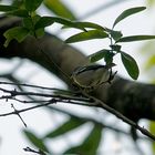 Graukopfvireo - Blue-headed Vireo (Vireo solitarius)