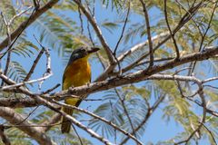 Graukopfwürger - Grey-headed Bush-shrike (Malaconotus blanchoti)