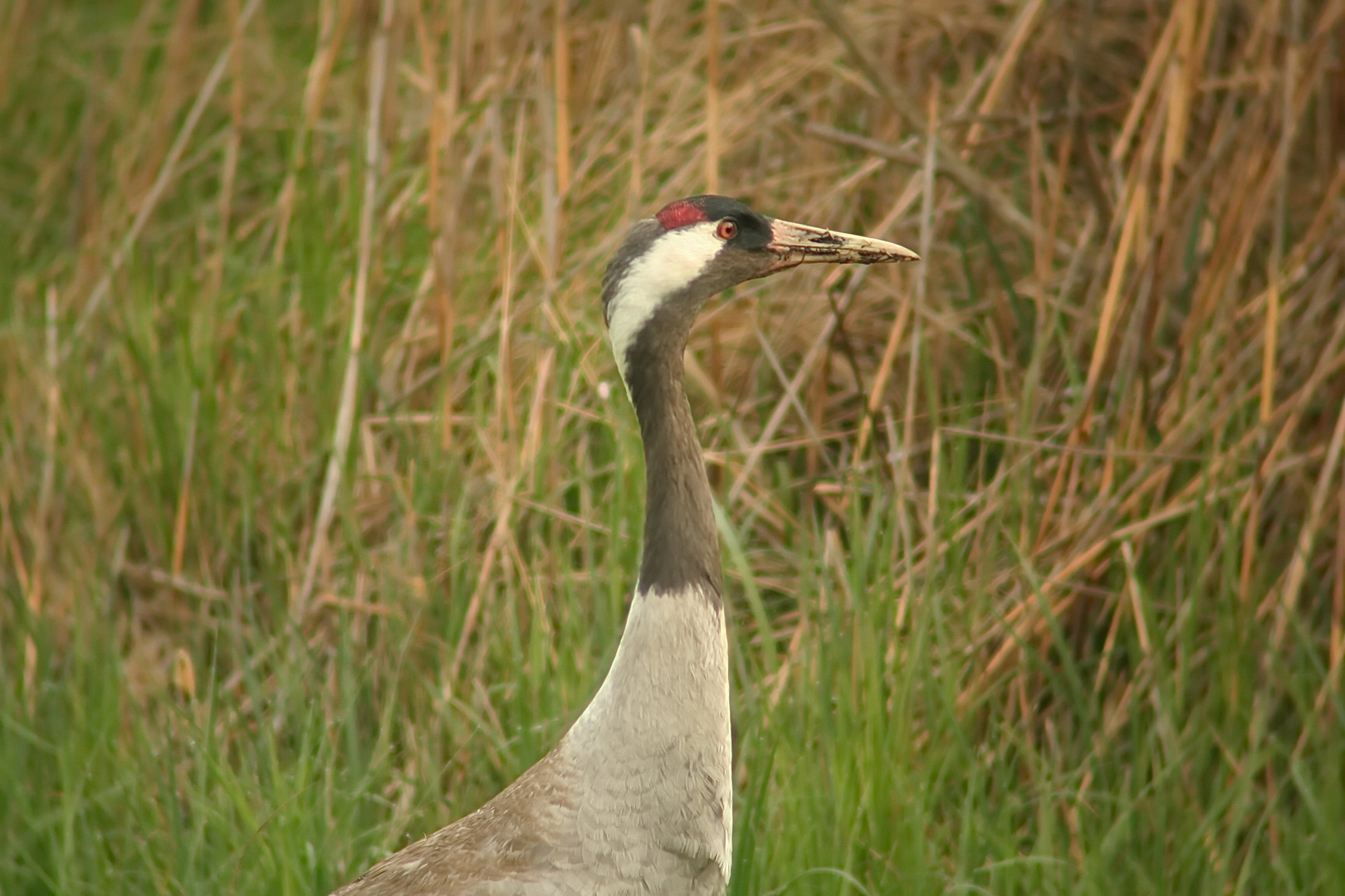 Graukranich