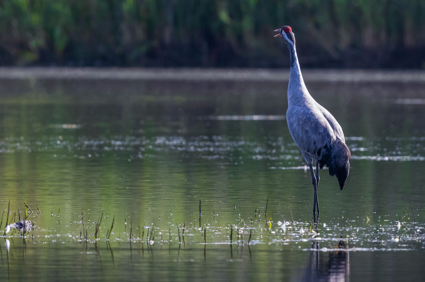 Graukranich (Grus grus)