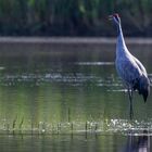 Graukranich (Grus grus)