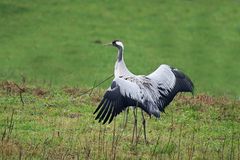 Graukraunich nach der Landung