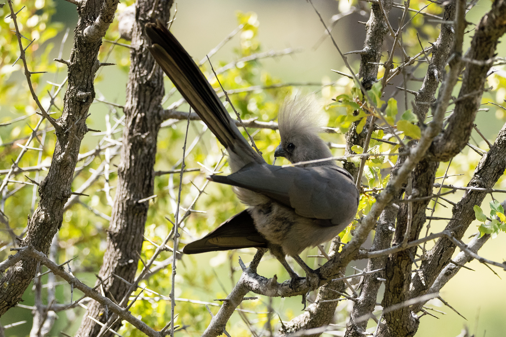 Graulärmvogel - Grey Lourie