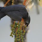 Graulärmvogel nascht frische Datteln