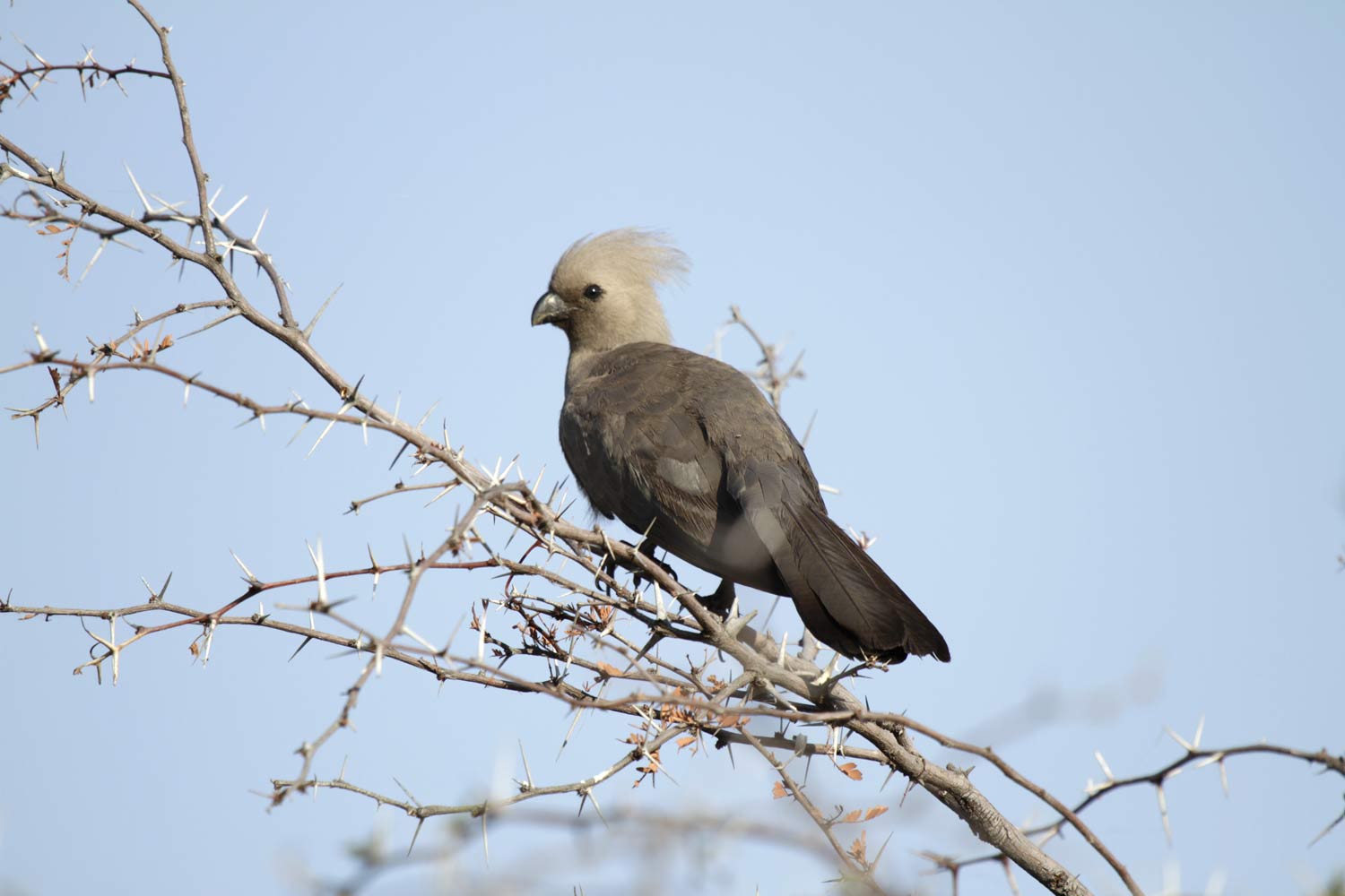 Graulärmvogel, Xigera, Botswana