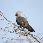 Graulärmvogel, Xigera, Botswana