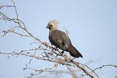 Graulärmvogel, Xigera, Botswana