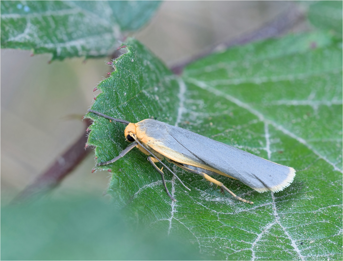 Grauleib-Flechtenbärchen (Eilema lurideola)