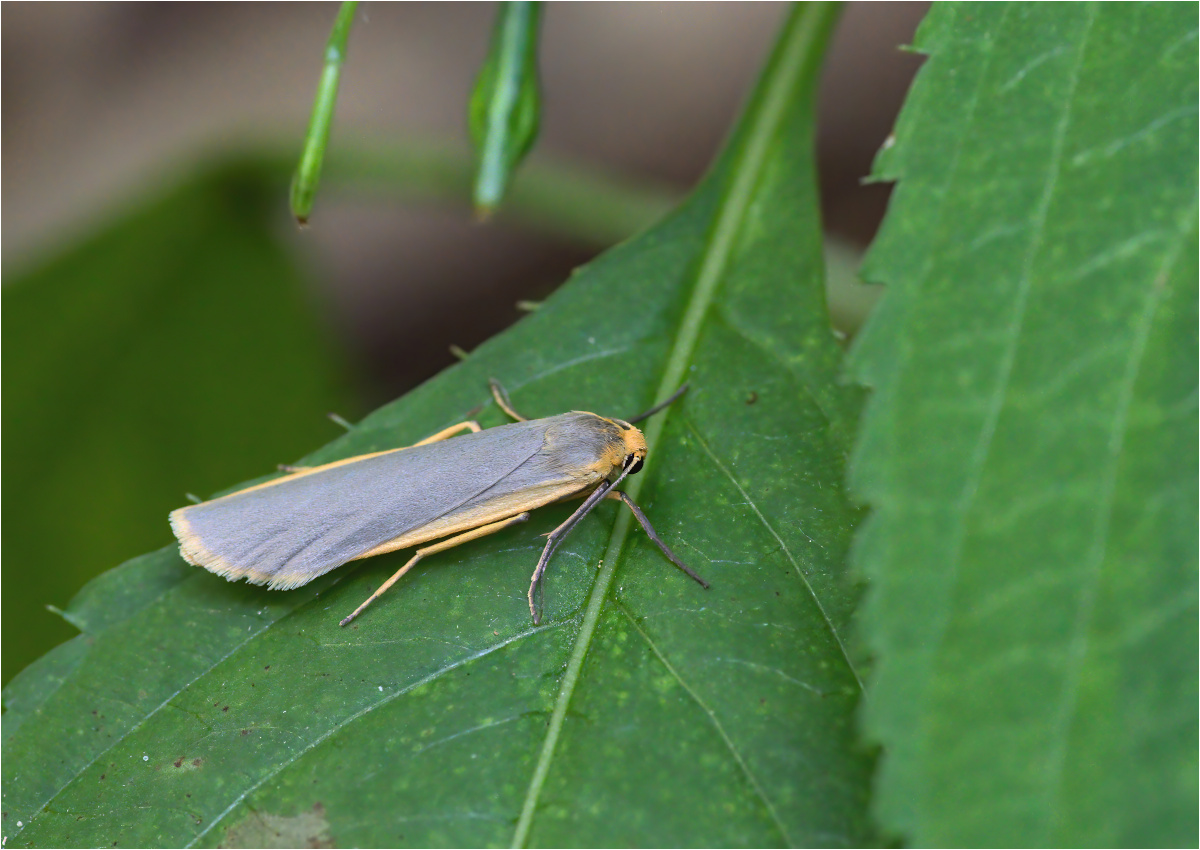 Grauleib-Flechtenbärchen (Eilema lurideola)