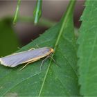 Grauleib-Flechtenbärchen (Eilema lurideola)