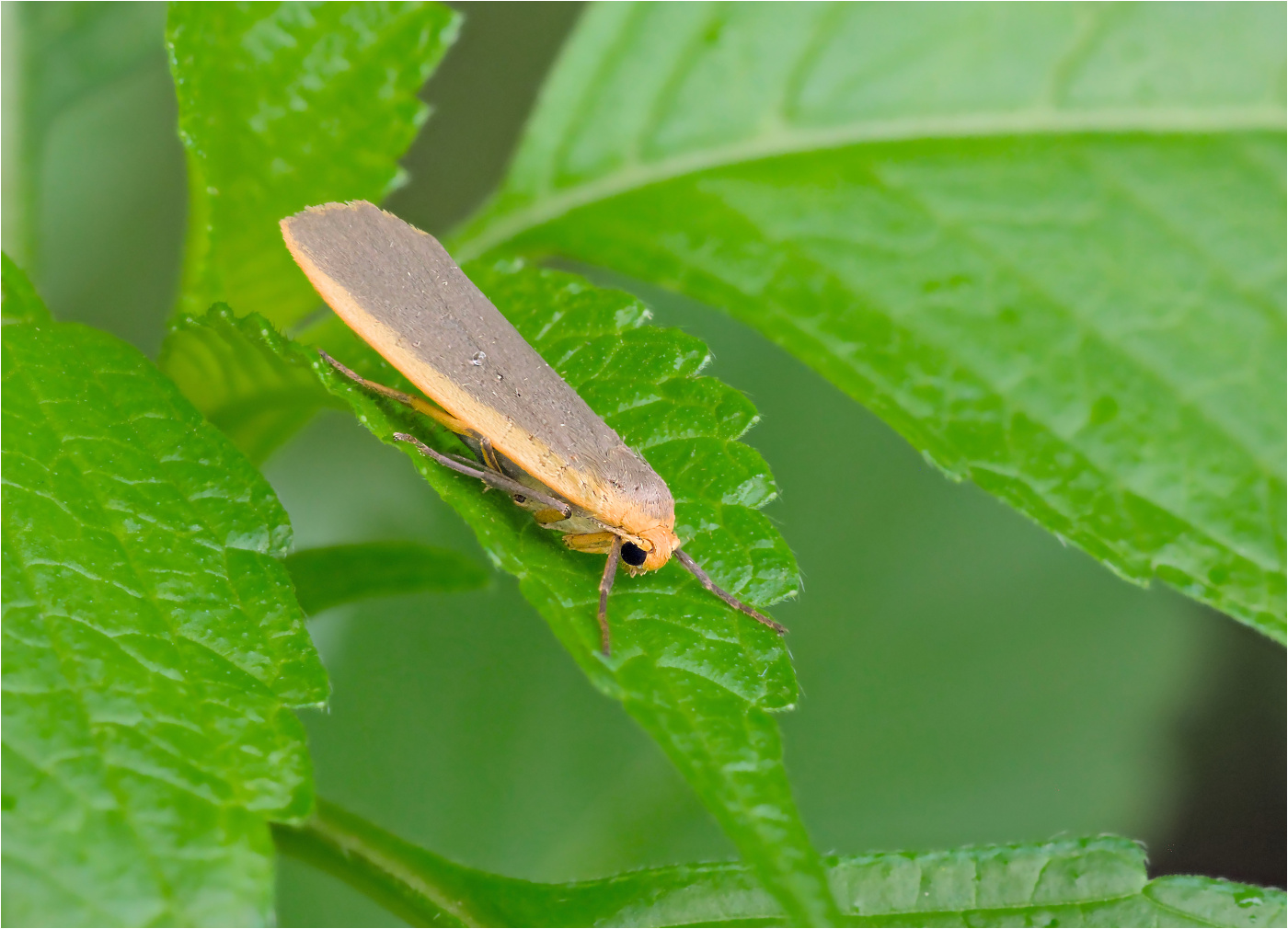 Grauleib-Flechtenbärchen (Eilema lurideola)