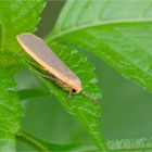 Grauleib-Flechtenbärchen (Eilema lurideola)