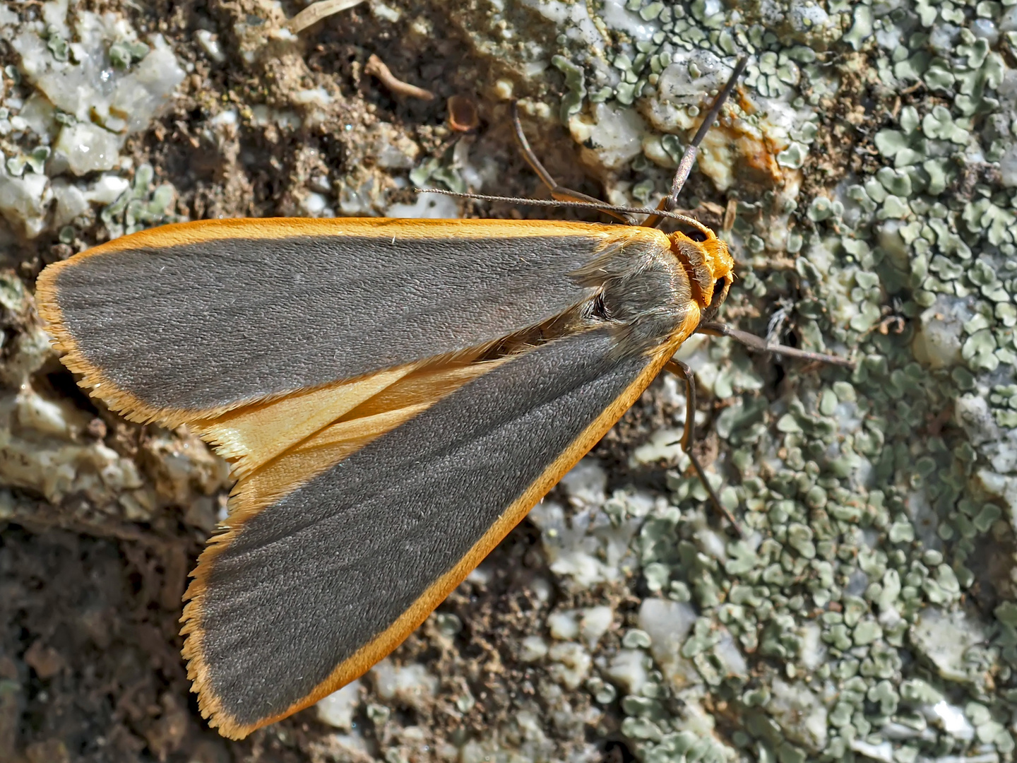  Grauleib- oder Laubholz-Flechtenbär (Eilema lurideola). - La Lithosie complanule.