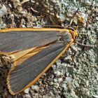  Grauleib- oder Laubholz-Flechtenbär (Eilema lurideola). - La Lithosie complanule.