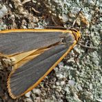  Grauleib- oder Laubholz-Flechtenbär (Eilema lurideola). - La Lithosie complanule.