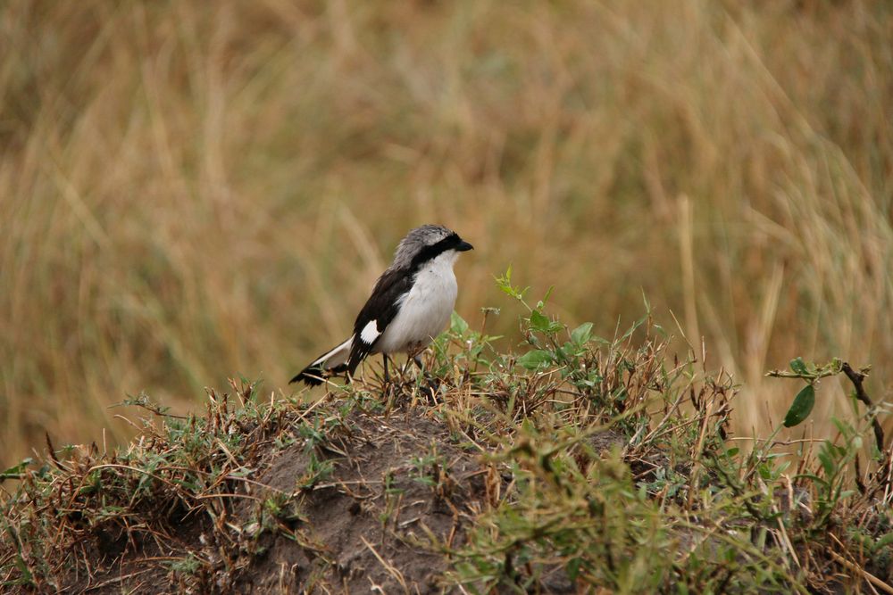 Graumantelwürger - Lanius excubitoroides