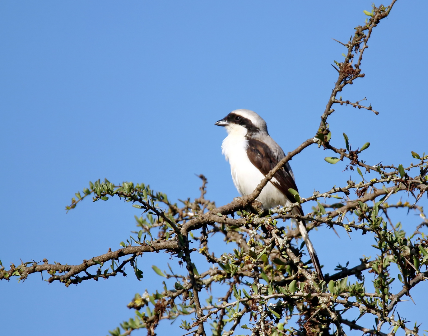 Graumantelwürger (Lanius excubitoroides)