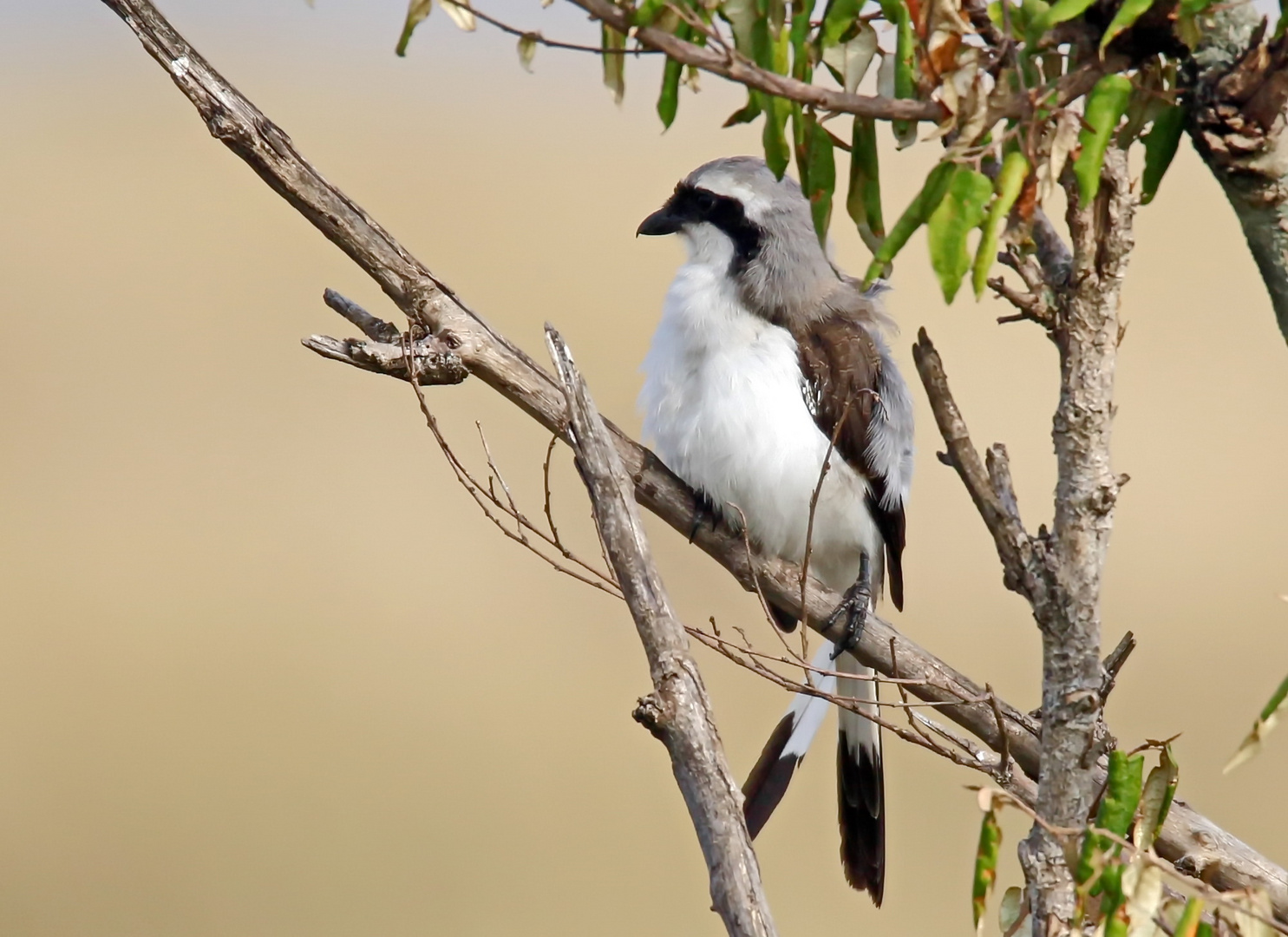 Graumantelwürger,Grey-backed fiscal