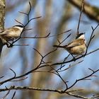 Graumeisenpäarchen im Frühlingsgenuss