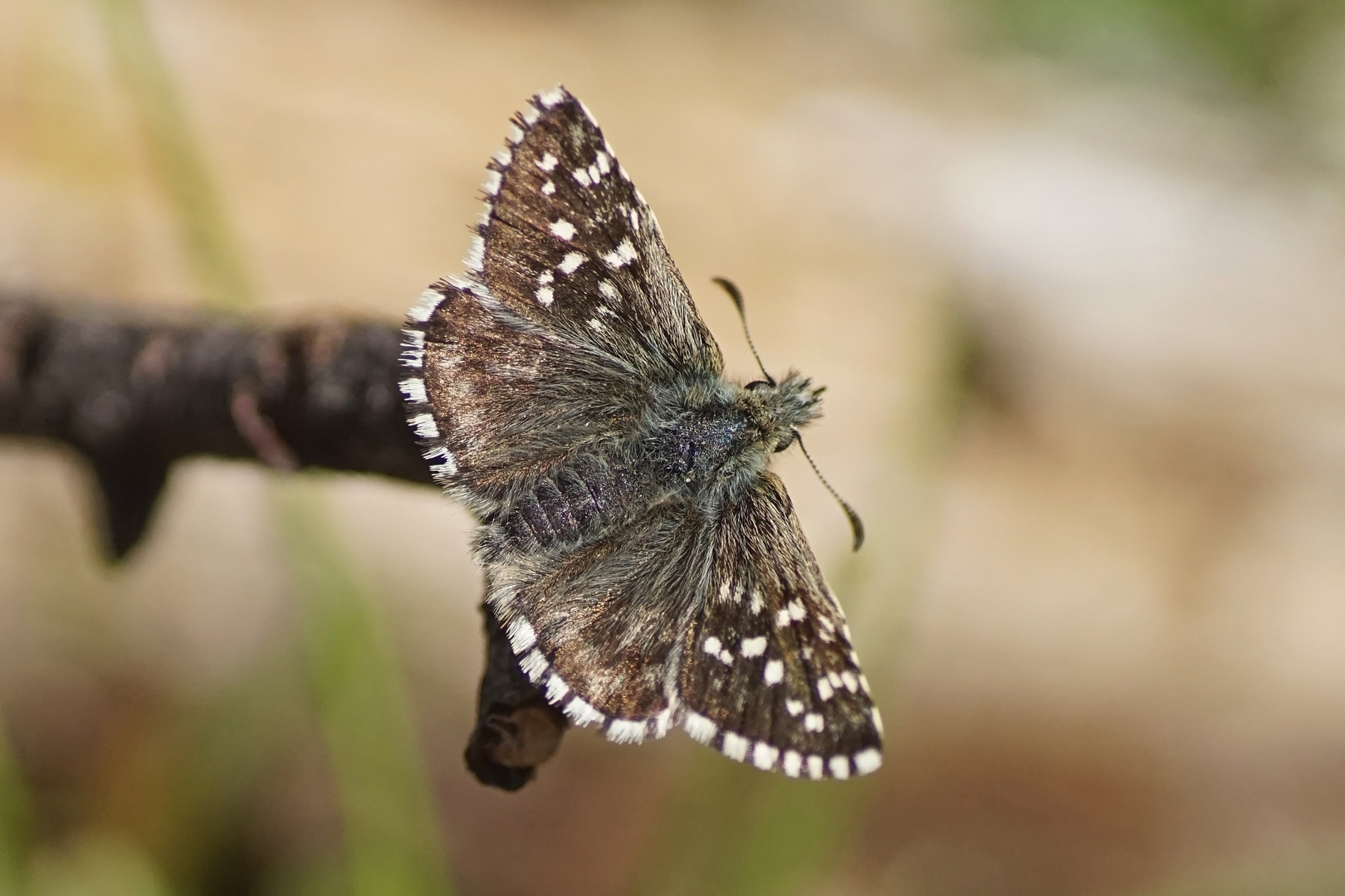 Graumelierter Alpen-Würfel-Dickkopffalter (Pyrgus andromedae)