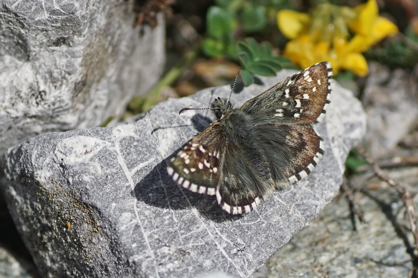 Graumelierter Alpen-Würfel-Dickkopffalter (Pyrgus andromedae)